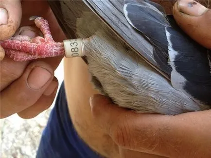 Tartalom, tenyésztési és takarmányozási galambok