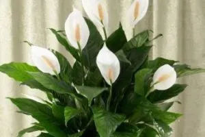 Spathiphyllum - transzplantáció - női boldogság - otthon, szeretem a kertben