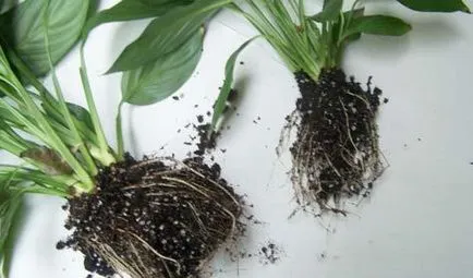 Spathiphyllum - transzplantáció - női boldogság - otthon, szeretem a kertben