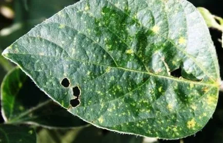 Zöldbab termesztése és karbantartás a nyílt terepen