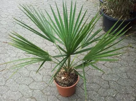 Listát a leggyakoribb faj a pálmák