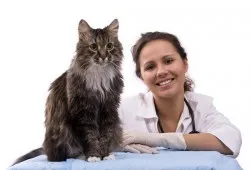 sterilizálás macskák