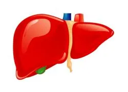 Steatosis hepatitis - Kezelés