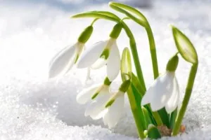 Versek a virágokról a gyermekek, a gyermekek verseket virágok rövid, találós kérdések, versek, samotsvetiki