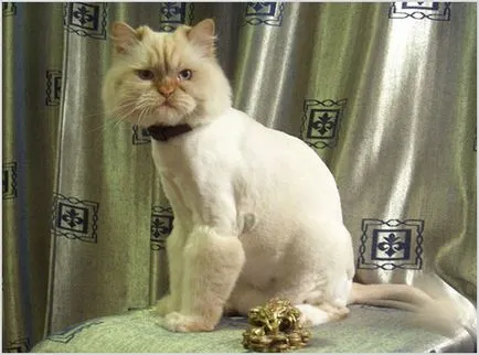 Ápolás macskák és macskák (grooming), fényképek, videók, ár, ötletek professianalov (macska) Ápolás macskák és macskák (grooming), fényképek, videók, ár, ötletek professianalov