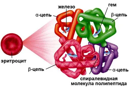 Thalassaemia (beleértve a béta- és alfa-formában), hogy ez a betegség, a tünetek a gyermekek és felnőttek,
