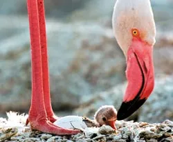 A terület a flamingók, kiadványok szerte a világon (Picture NATURE kép) Kommunális flamingó kiadvány körül a fényt