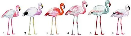 Kommunális flamingó kiadvány körül lámpák (Flamingo) Kommunális flamingó kiadvány körül a fényt