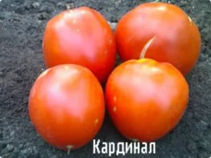 Cardinal paradicsomfajta paradicsom jellemző leírás és értékelés