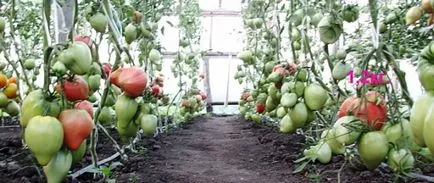 Paradicsomos marhahús szív - a fajta leírását fotókkal, értékelés (fotók) Paradicsomos marhahús szív - a fajta leírását egy fotó, vélemények