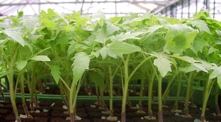 Tomato black láp fajta paradicsom, a hely, áttekintésre, képek és videó