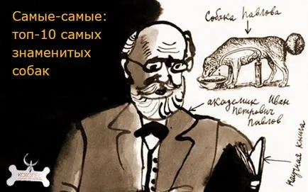 Top 10 a világ leghíresebb kutya (jól ismert) Top 10 a világ leghíresebb kutyák