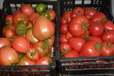 Paradicsom „bíboros” jellemzése és leírása a fajta