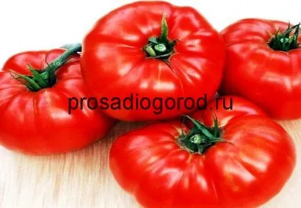 Paradicsom medve mancsa a fajta leírását, a jellegzetes paradicsom termesztését, fotó és videó