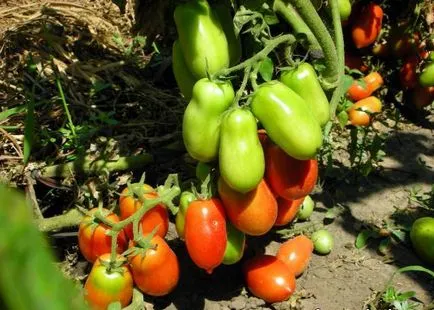 Paradicsom és rakéta a fajtára jellemző leírások, képek, vélemények, egyre nagyobb a mag, video (jellemző) Paradicsom és rakéta a fajtára jellemző leírások, képek, vélemények, egyre nagyobb a mag, videó