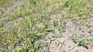 Tornádó gyomok használati utasítást a herbicid (gyomirtó) Tornado gyomok használati utasítást a herbicid