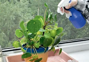 A tripsz szobanövények, hogyan kell kezelni a mindenevő paraziták (víz hagyja sört) A tripsz szobanövények, hogyan kell kezelni a mindenevő paraziták