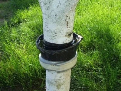 A három legjobb tervek csapdába terület kezük (trap fák öv) A három legjobb tervek csapdázási terület saját kezűleg