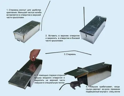 Hogyan lehet megszabadulni a patkányok a lakásban