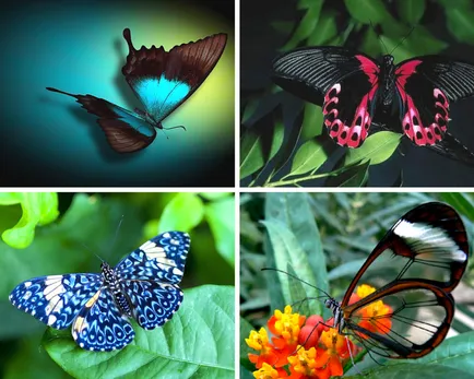 Butterfly ki vagy mi Butterfly ki vagy mi