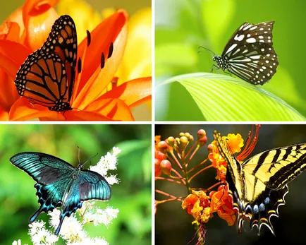 Butterfly ki vagy mi Butterfly ki vagy mi