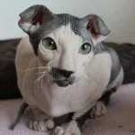 Turetskiy Van fotó, videó, a fajta, karakter, gondoskodó, leírás