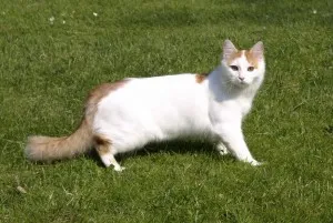 Török Cat fizikai leírását és jellemvonások