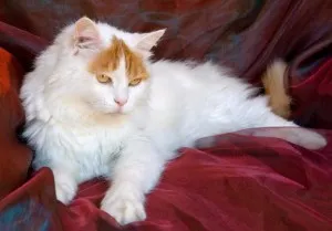 Török Cat fizikai leírását és jellemvonások