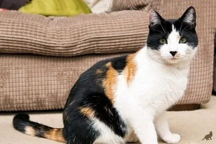 Török Cat fizikai leírását és jellemvonások