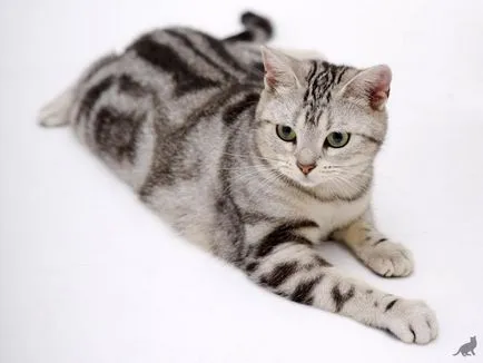 Török Cat fizikai leírását és jellemvonások