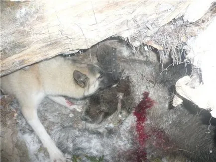 Slaughter helyen viseli, a klub a vadászok Szibériában (Tyumenba Hanti-Manszijszkban District-Yugra, Jamali-Nyenyec District)