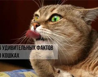 Ne macskák tudják, hogyan - és úgy gondolják, hogy - azt hiszem - rólunk, tömítések és nyashki