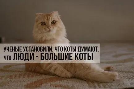 Ne macskák tudják, hogyan - és úgy gondolják, hogy - azt hiszem - rólunk, tömítések és nyashki
