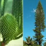 Care Araucaria otthon, szaporítás dugványozással szoba evett, miért hal meg