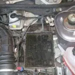 Megszüntetése kopogtak az fogaslécet viburnum 2, fotó és videó