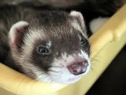Gondozó vadászgörény, a háziállatok (Ferret illata) Gondozó vadászgörény, a háziállatok