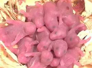 Baby Care Dzungar hörcsögök, egy újszülött (aktívan takarmány) Baby Care Dzungar hörcsögök, újszülött