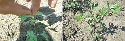 Care gömb krizantém, tippeket oszthatnak (krizantém) Care gömb krizantém, tippeket oszthatnak