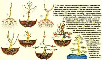 Care Araucaria otthon, szaporítás dugványozással szoba evett, miért hal meg