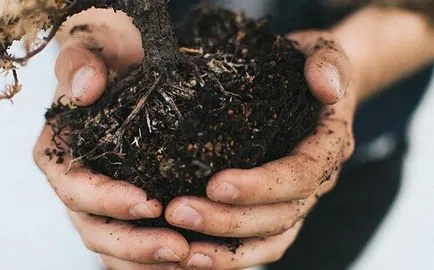 Gondozása szobanövények öltözködés, zuhanyozó, transzplantáció (átültetés) Gondozása szobanövények öltözködés, zuhanyzó, változás