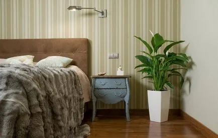 a női boldogság Care - virág Spathiphyllum (fotó), milyen a növény (Nő boldogsága ellátás) a női boldogság Care - virág Spathiphyllum (fotó), milyen a növény