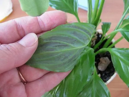 a női boldogság Care - virág Spathiphyllum (fotó), milyen a növény (fenntartani a kívánt páratartalom) a női boldogság Care - virág Spathiphyllum (fotó), milyen a növény