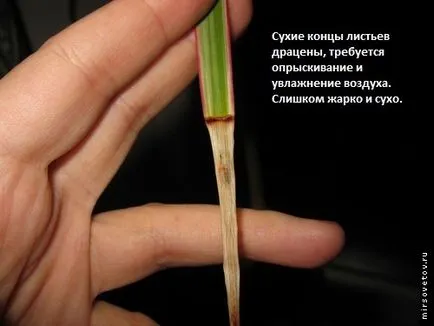 Care dratsenu