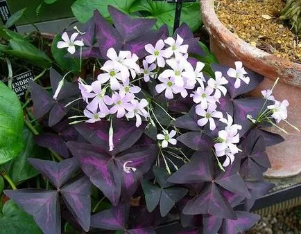 Care lila oxalis