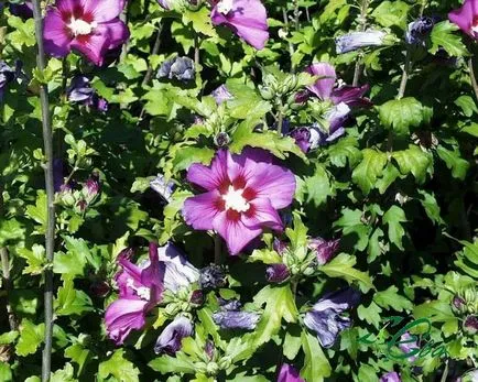 Ápolás és tenyésztési hibiszkusz kert fotó és videó használati