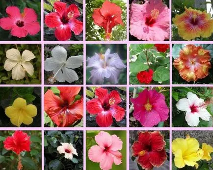 Ápolás és tenyésztési hibiszkusz kert fotó és videó használati