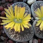 Fontos tanácsok növekszik Lithops otthon