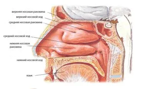 Vasotomy orrkagylócsontok mi ez a művelet az alján az orr és a fajok (vasotomy orra annyira rosszabb orrkagyió submucosalis lézer) Vasotomy orrkagylócsontok mi ez okoz egy műveletet az alsó része az orr és típusok