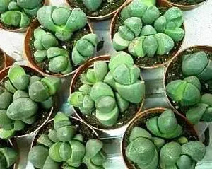 Fontos tanácsok növekszik Lithops otthon