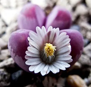 Fontos tanácsok növekszik Lithops otthon
